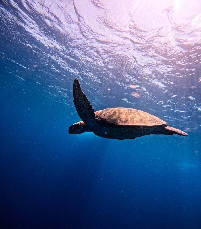 Sea turtle swimming underwater in clear blue water